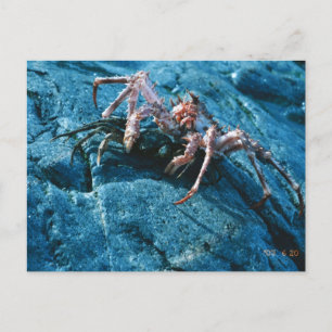 Carte Postale Crabe royal de l'Alaska
