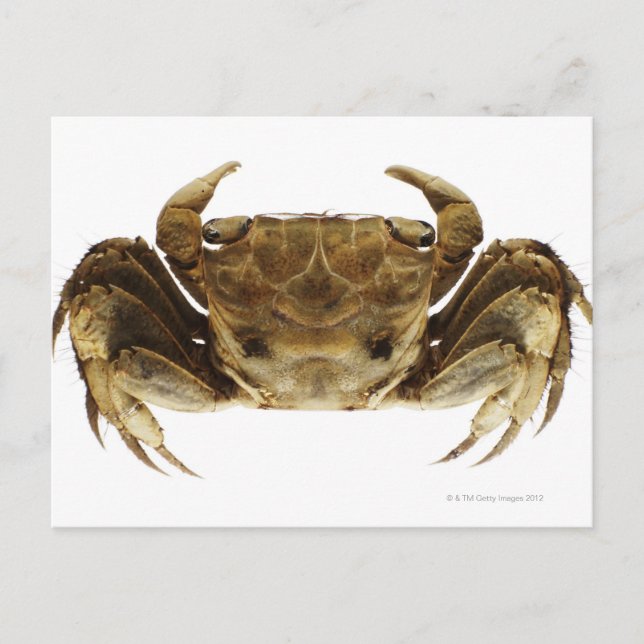 Carte Postale Crabe sur arrière - plan blanc (Devant)