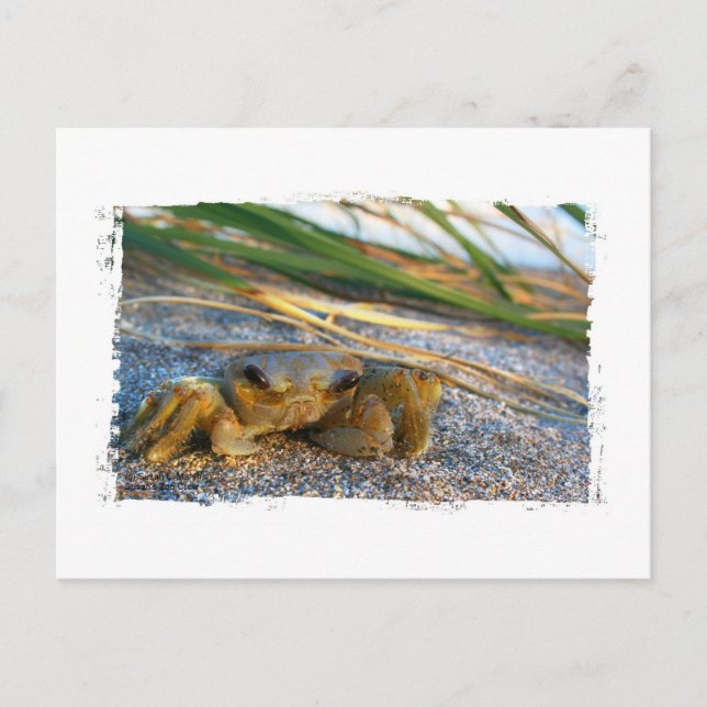 Carte Postale Crabe sur la dune de plage au coucher du soleil (Devant)