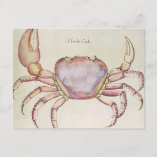 Carte Postale Crabe terrestre