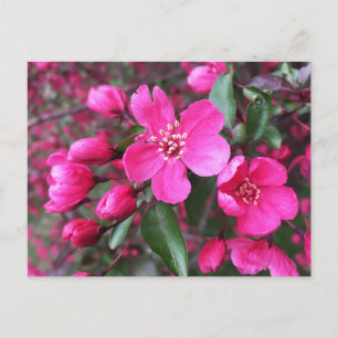 Carte Postale Crabelle rose à fleurs