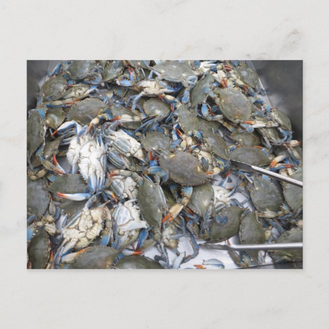 Carte Postale Crabes (Devant)