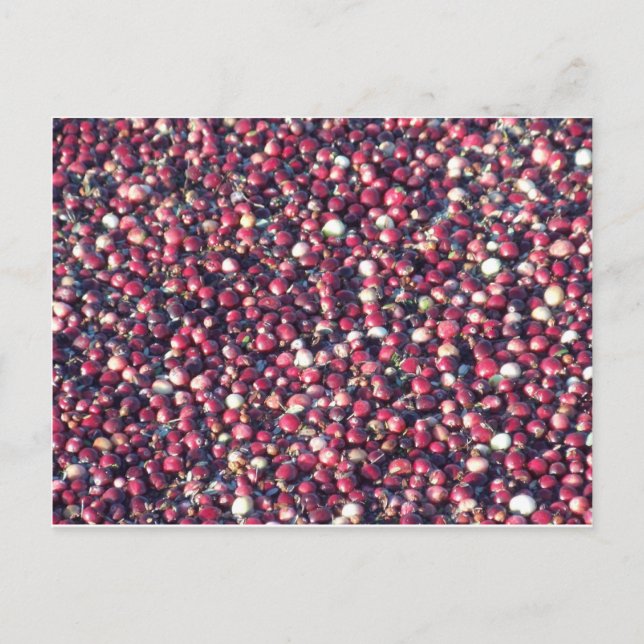 Carte Postale Cranberry (Devant)