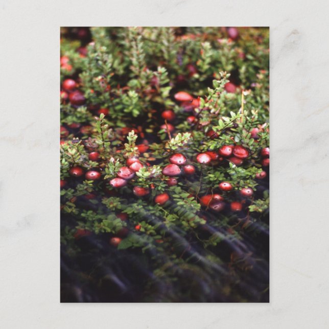 Carte Postale Cranberry Bog (Devant)