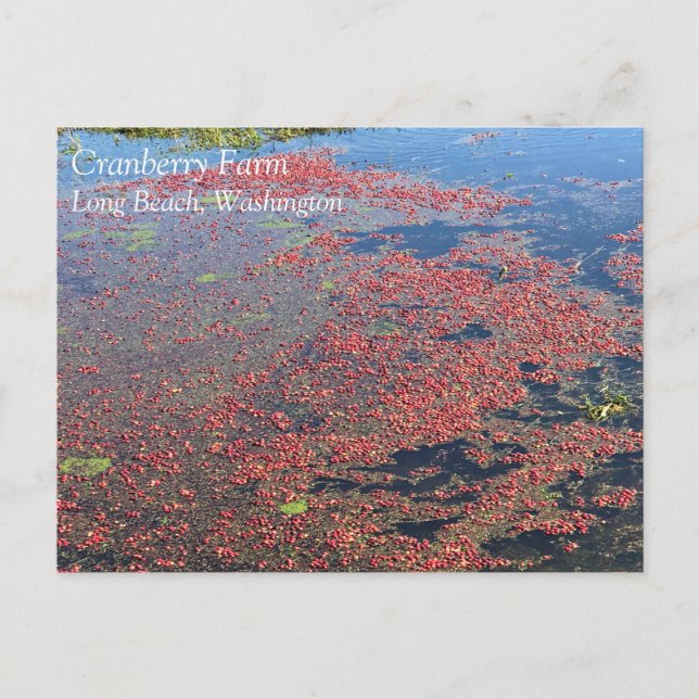 Carte Postale Cranberry Farm, Long Beach, Washington (Devant)
