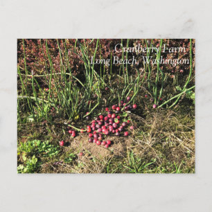 Carte Postale Cranberry Farm, Long Beach, Washington