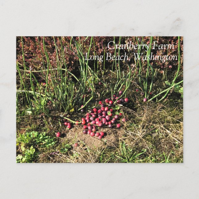Carte Postale Cranberry Farm, Long Beach, Washington (Devant)