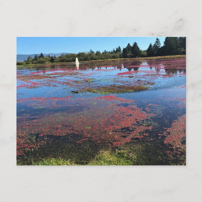 Carte Postale Cranberry Farm, Long Beach, Washington (Devant)