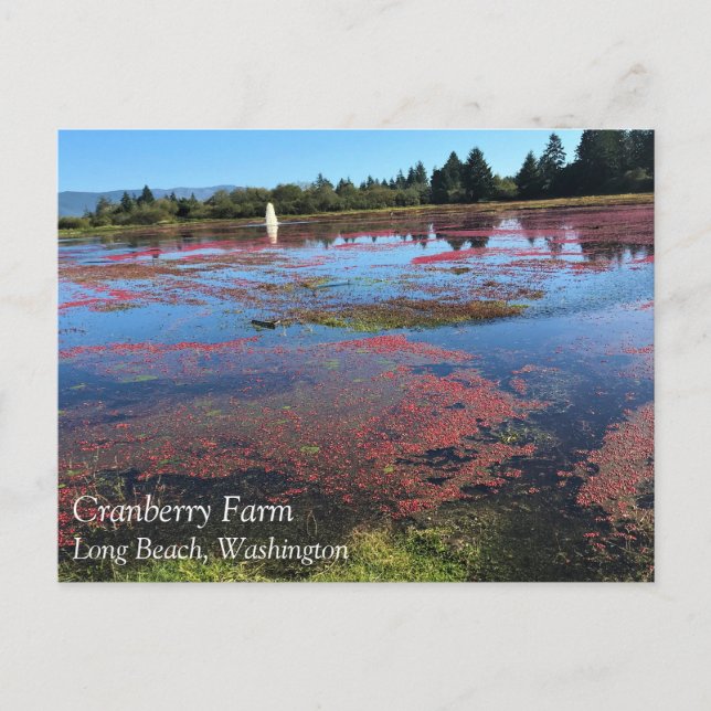 Carte Postale Cranberry Farm, Long Beach, Washington (Devant)