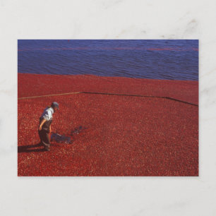Carte Postale Cranberry Harvest, Middleboro, MA, États-Unis