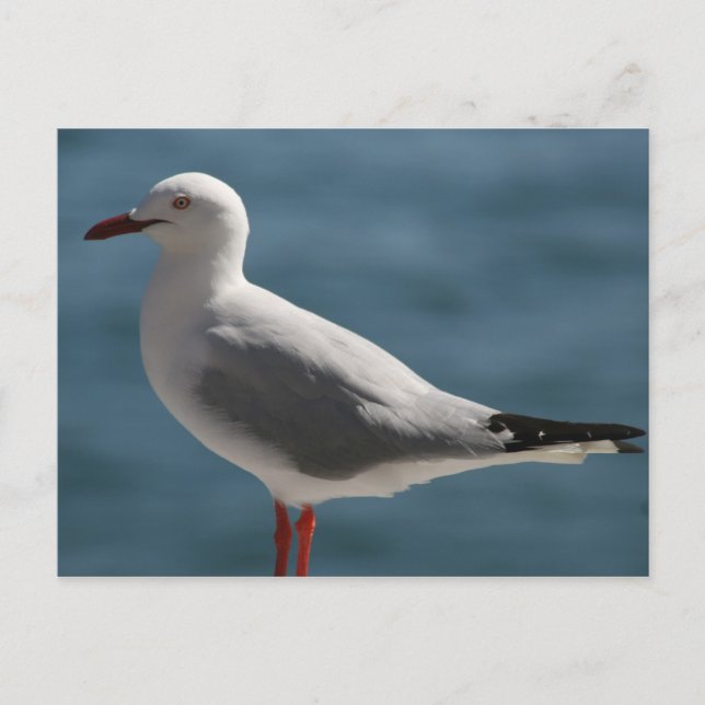 Carte Postale crâne (Devant)