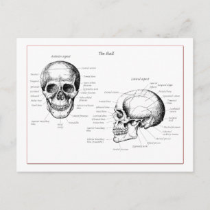 Carte Postale Crâne