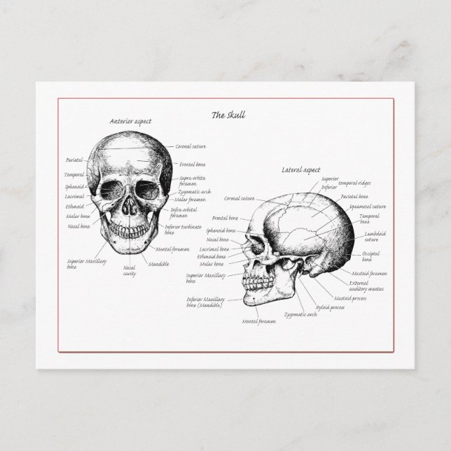 Carte Postale Crâne (Devant)