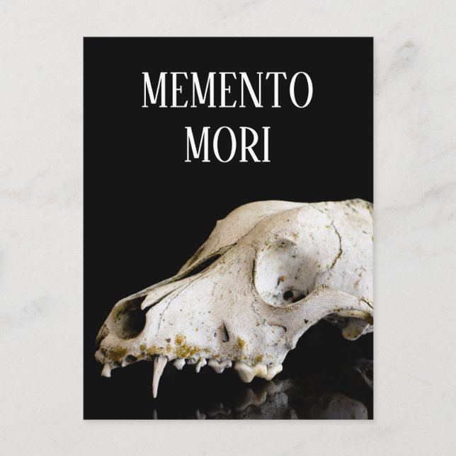 Carte Postale Crâne animal (Devant)