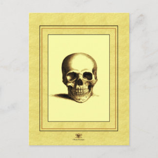 Carte Postale Crâne antique