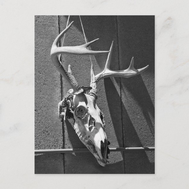 Carte Postale Crâne de cerfs et Antlers en noir et blanc (Devant)