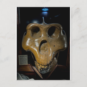 Carte Postale Crâne de dinosaure