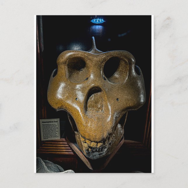 Carte Postale Crâne de dinosaure (Devant)