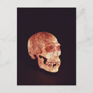 Carte Postale Crâne Neandertal, découvert sur Mt Carmel