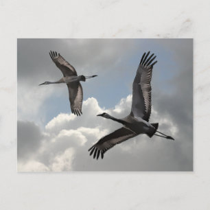 CARTE POSTALE CRANES DE SANDHILL