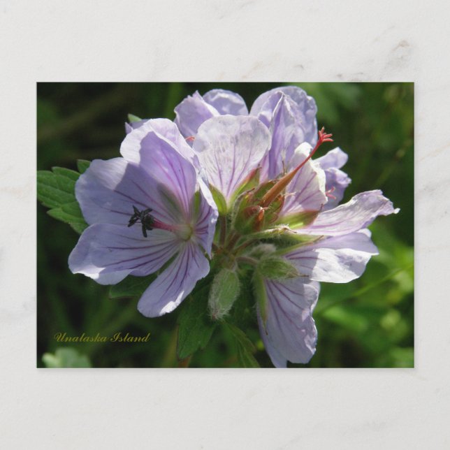 Carte Postale Cranesbill Geraniums, île de l'Unalaska (Devant)