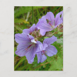 Carte Postale Cranesbill Geraniums, île de l'Unalaska