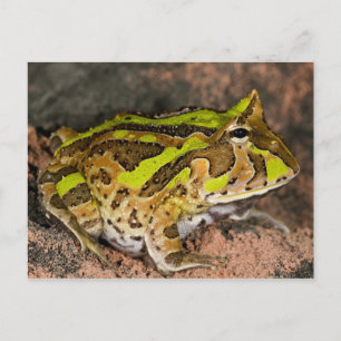 Carte Postale Crapaud cornu brésilien, Ceratophrys cornuta, Nati