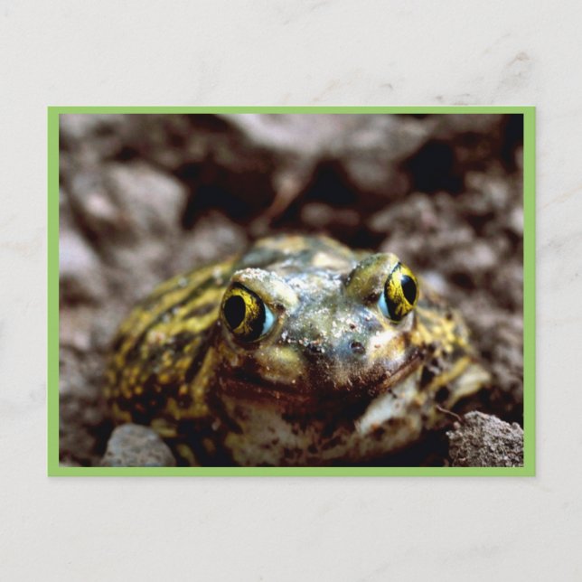 Carte Postale Crapaud de Couch (Devant)