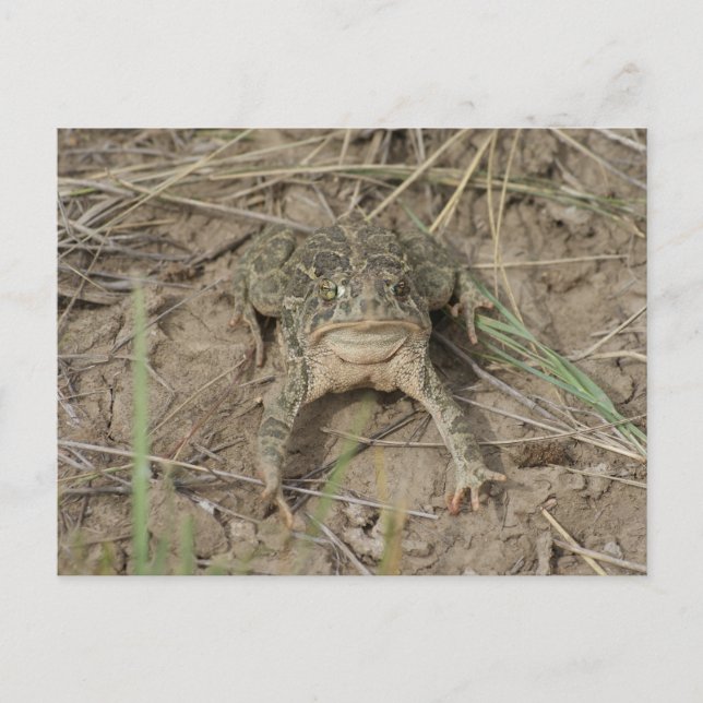 Carte Postale Crapaud des prairies R10 (Devant)