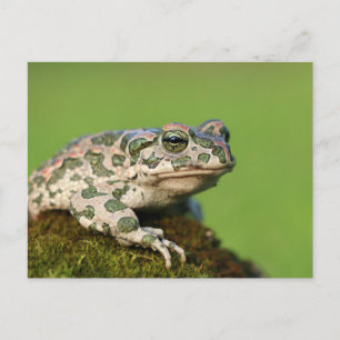 Carte Postale Crapaud vert européen