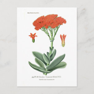 Carte Postale Crassula falcata