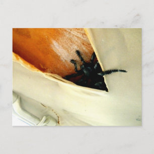 Carte Postale Crawler déplaisant