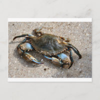 Crawling de crabe bleu
