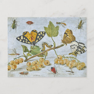 Carte Postale Crawling d'insectes