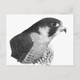 Carte Postale Crayon de faucon pèlerin