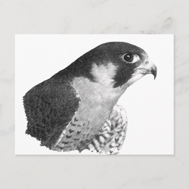 Carte Postale Crayon de faucon pèlerin (Devant)