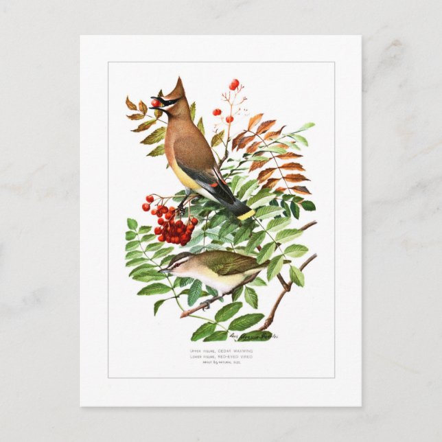 Carte Postale Crayon et Vireo (Devant)