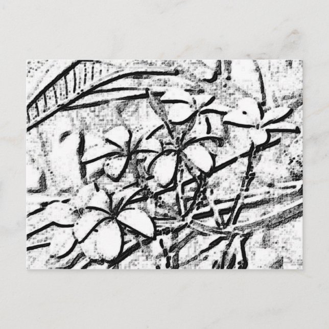 Carte Postale Crayon Frangipani (Devant)