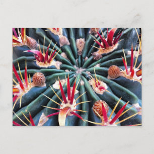 Carte postale Crazy Cactus