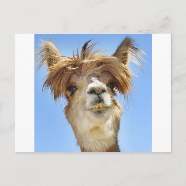 Carte Postale Crazy Hair Alpaca (Devant)