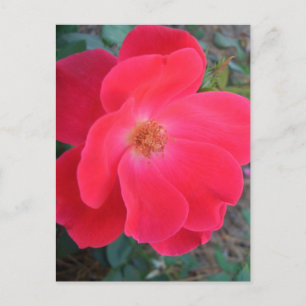 Carte Postale Créateur Summer's Red Rose CricketDiane