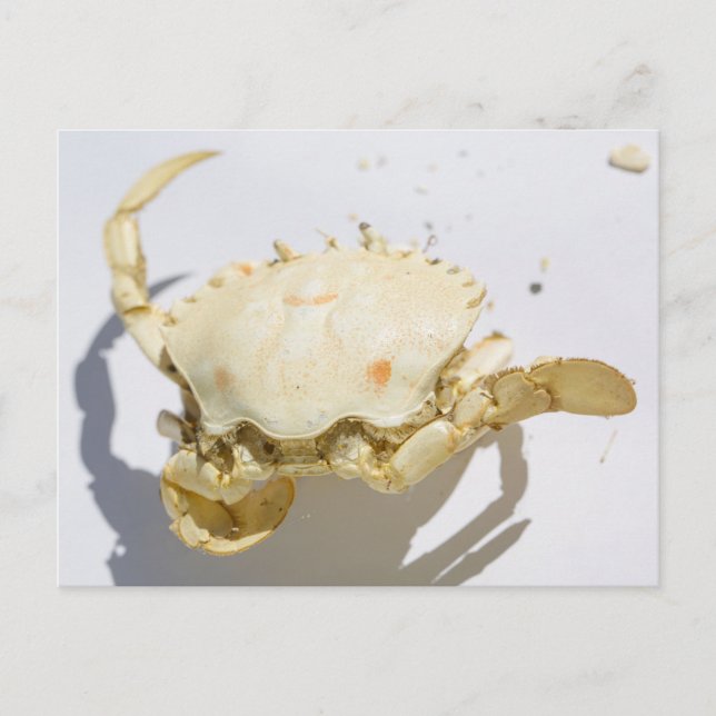 Carte Postale Créature de coquille de crabe de l'océan Atlantiqu (Devant)