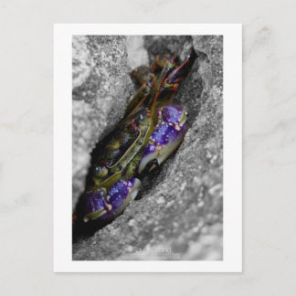 Carte Postale Créature Technicolor