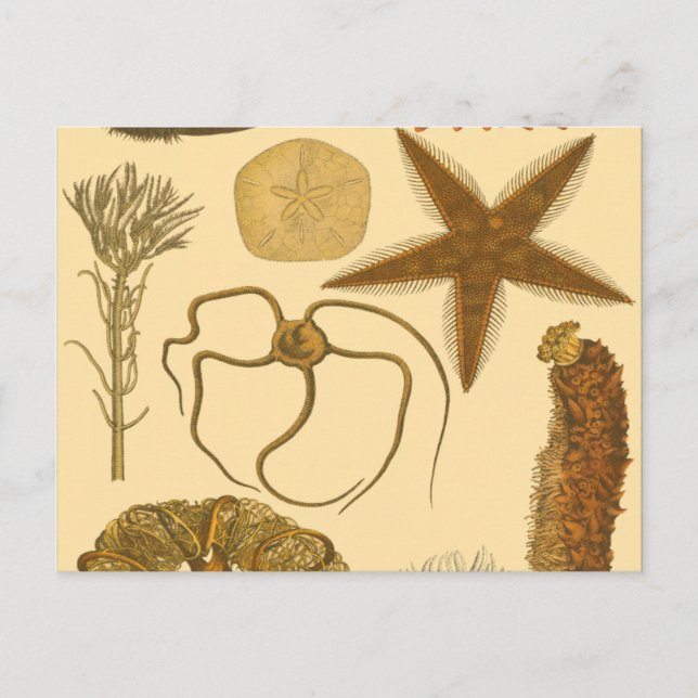 Carte Postale Créatures sous-marines (Devant)