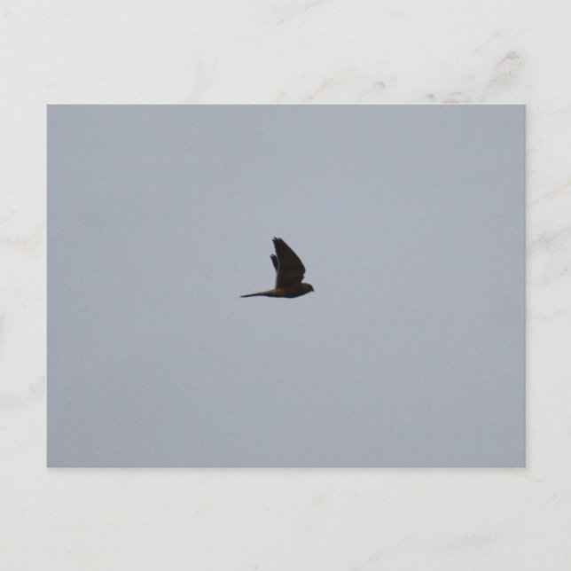 Carte Postale Crécerelle  (Devant)
