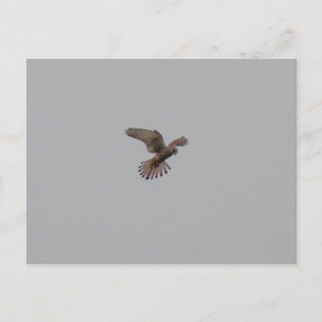 Carte Postale Crécerelle  (Devant)