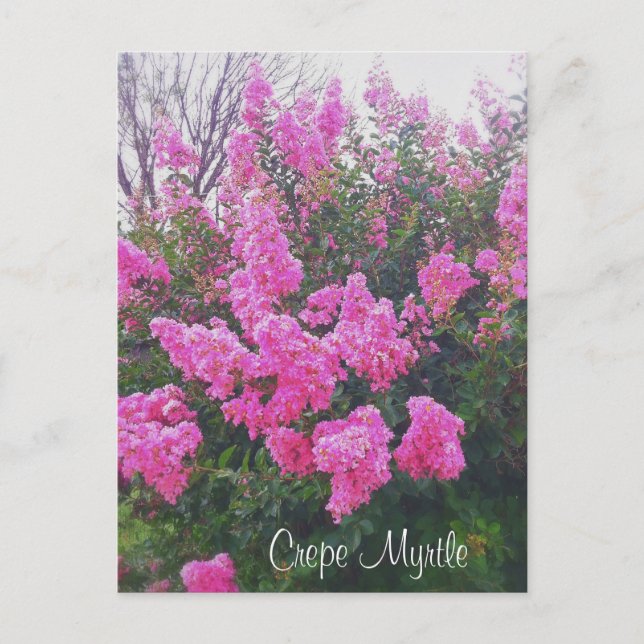 Carte Postale Crème rose Myrtle Nature Art Photo avec texte (Devant)
