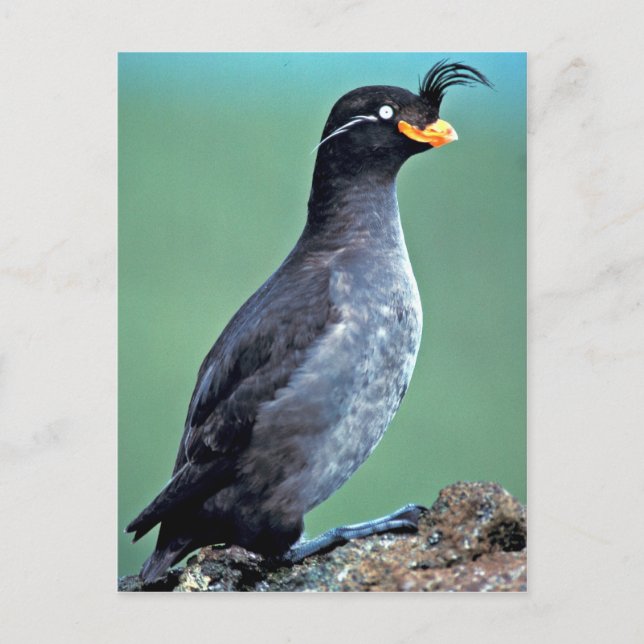 Carte Postale Crested Auklet, île Kiska, Alaska (Devant)