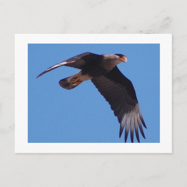Carte Postale Crested Caracara (Devant)