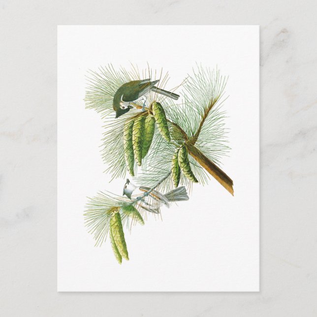 Carte Postale Crested Titmouse John James Audubon Birds Amérique (Devant)